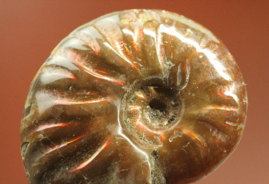 チャンスプライス！発色の異なる光るアンモナイト２個セット(Ammonite)（その2）