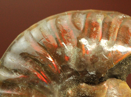 チャンスプライス！発色の異なる光るアンモナイト２個セット(Ammonite)（その3）