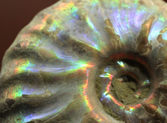 チャンスプライス！発色の異なる光るアンモナイト２個セット(Ammonite)