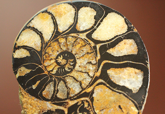 状態抜群！アンモナイトの構造や縫合線がよく分かる、ヘマタイトアンモナイト(Ammonite)