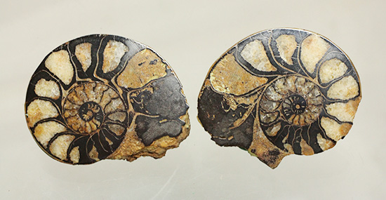 状態抜群!アンモナイトの構造や縫合線がよく分かる、ヘマタイトアンモナイト(Ammonite)(その10)