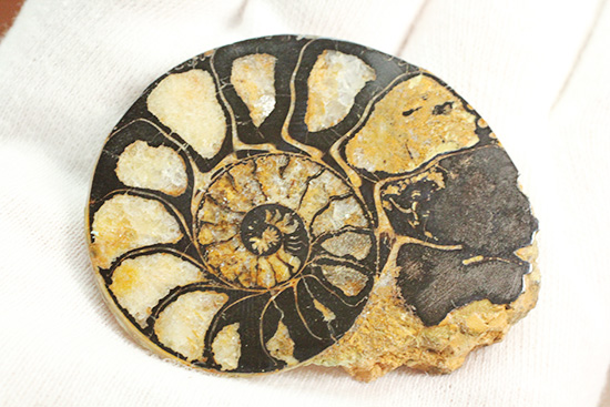 状態抜群!アンモナイトの構造や縫合線がよく分かる、ヘマタイトアンモナイト(Ammonite)(その11)