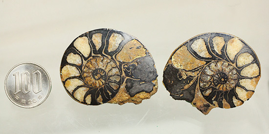 状態抜群!アンモナイトの構造や縫合線がよく分かる、ヘマタイトアンモナイト(Ammonite)(その12)