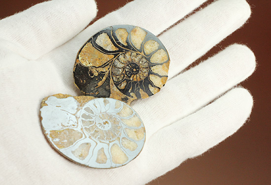 状態抜群!アンモナイトの構造や縫合線がよく分かる、ヘマタイトアンモナイト(Ammonite)(その3)