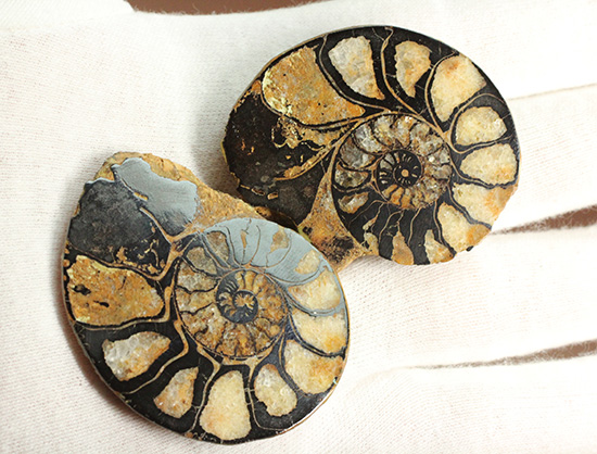 状態抜群!アンモナイトの構造や縫合線がよく分かる、ヘマタイトアンモナイト(Ammonite)(その5)