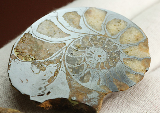 状態抜群!アンモナイトの構造や縫合線がよく分かる、ヘマタイトアンモナイト(Ammonite)(その6)
