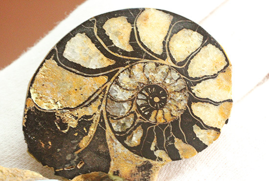 状態抜群!アンモナイトの構造や縫合線がよく分かる、ヘマタイトアンモナイト(Ammonite)(その7)