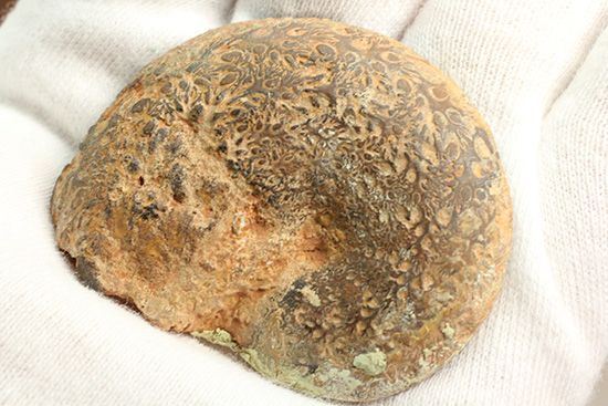 状態抜群!アンモナイトの構造や縫合線がよく分かる、ヘマタイトアンモナイト(Ammonite)(その8)