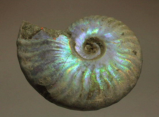 青を中心にレインボーに輝く、光るアンモナイト(Ammonite)