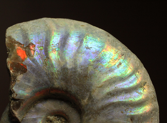 青を中心にレインボーに輝く、光るアンモナイト(Ammonite)