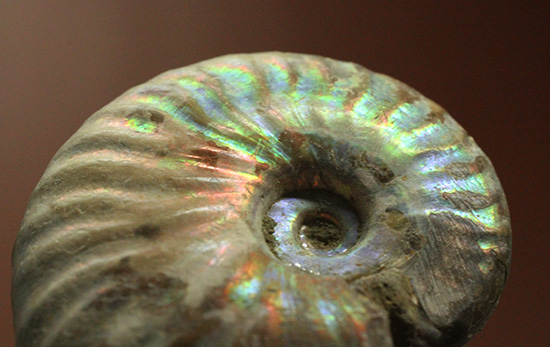 ホワイトの色調で虹色に輝く、マダガスカル産光るアンモナイト(Ammonite)(その1)