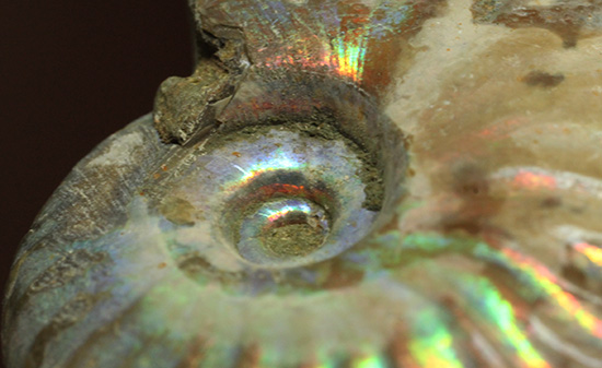 ホワイトの色調で虹色に輝く、マダガスカル産光るアンモナイト(Ammonite)(その10)