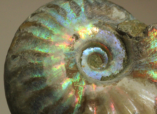 ホワイトの色調で虹色に輝く、マダガスカル産光るアンモナイト(Ammonite)(その11)