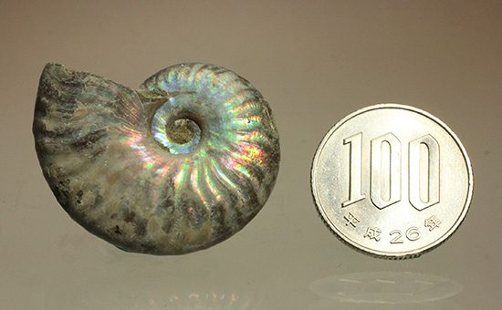 ホワイトの色調で虹色に輝く、マダガスカル産光るアンモナイト(Ammonite)（その12）