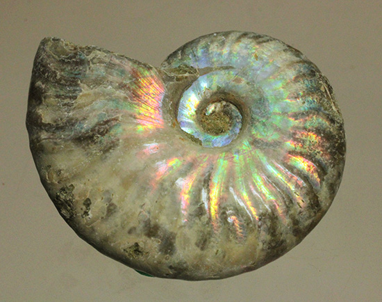 ホワイトの色調で虹色に輝く、マダガスカル産光るアンモナイト(Ammonite)