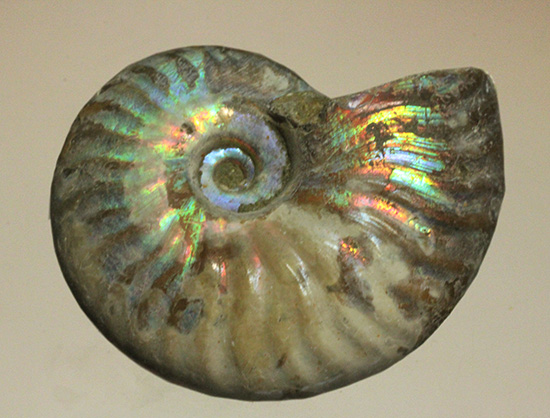 ホワイトの色調で虹色に輝く、マダガスカル産光るアンモナイト(Ammonite)(その3)
