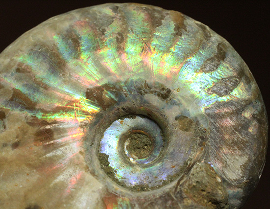 ホワイトの色調で虹色に輝く、マダガスカル産光るアンモナイト(Ammonite)(その4)