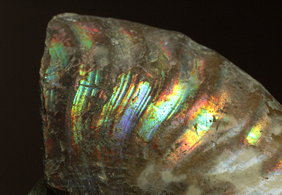 ホワイトの色調で虹色に輝く、マダガスカル産光るアンモナイト(Ammonite)(その5)