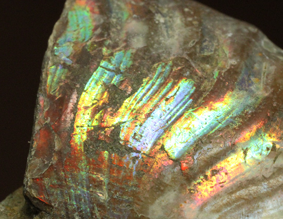 ホワイトの色調で虹色に輝く、マダガスカル産光るアンモナイト(Ammonite)(その6)