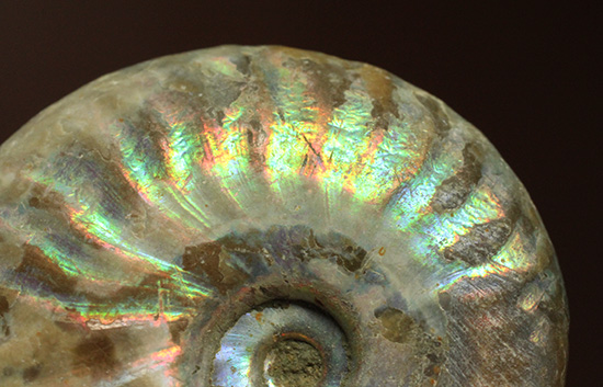 ホワイトの色調で虹色に輝く、マダガスカル産光るアンモナイト(Ammonite)(その7)