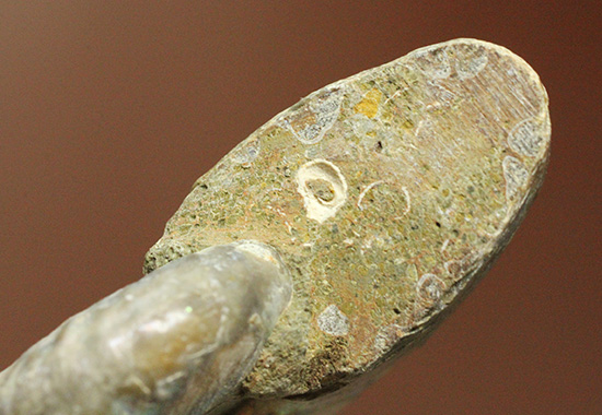 ホワイトの色調で虹色に輝く、マダガスカル産光るアンモナイト(Ammonite)(その8)