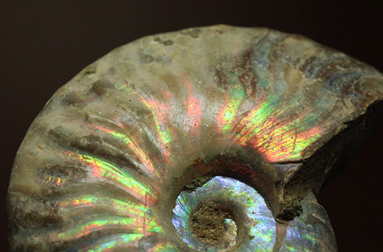 ホワイトの色調で虹色に輝く、マダガスカル産光るアンモナイト(Ammonite)(その9)