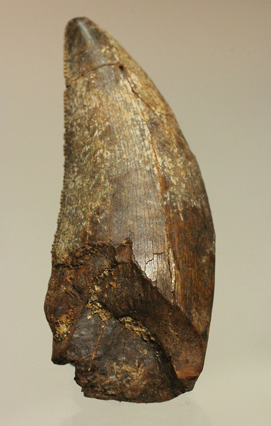 2015年夏採集標本。ティラノサウルス・レックスの幼体の幼体の歯化石