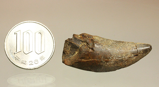 2015年夏採集標本。ティラノサウルス・レックスの幼体の歯化石/中生代白亜紀（1億3500万 -- 6500万年前）【di815】
