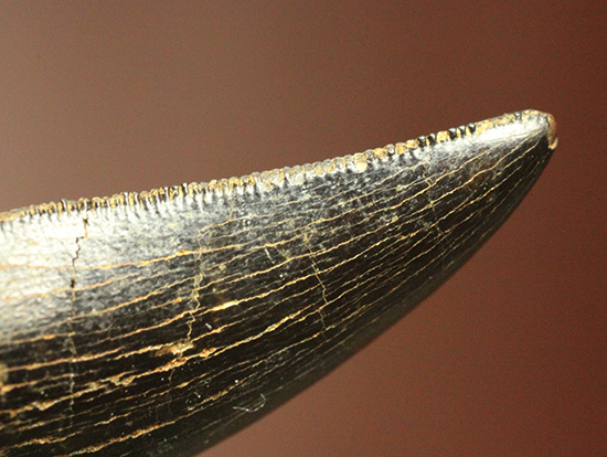 良形、漆黒のアルバートサウルスの幼生の歯化石 (Albertosaurus) (その12)