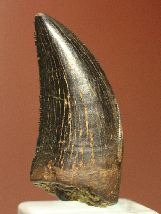 良形、漆黒のアルバートサウルスの幼生の歯化石 (Albertosaurus) (その13)