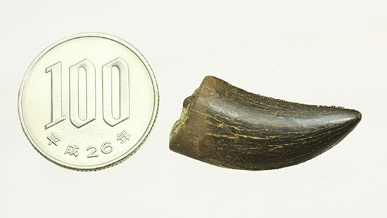 良形、漆黒のアルバートサウルスの幼生の歯化石 (Albertosaurus) (その17)