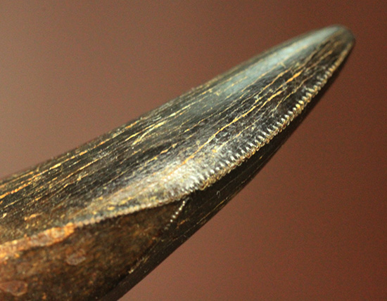 良形、漆黒のアルバートサウルスの幼生の歯化石 (Albertosaurus) (その2)