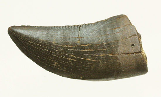 良形、漆黒のアルバートサウルスの幼生の歯化石 (Albertosaurus) (その8)