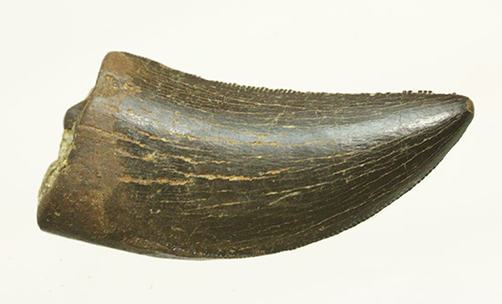 良形、漆黒のアルバートサウルスの幼生の歯化石 (Albertosaurus) （その9）