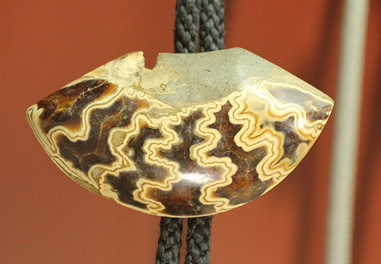 昭和の香りのする懐古的標本。二本木コレクション！アンモナイト化石と有孔虫化石のボウタイ豪華7点セット（その5）