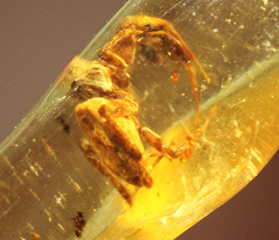 クモと思われる虫を内包したコーパル。この1本にロマンが詰まっています。/新生代第四紀（260万年前 -- 現在）【ot671】