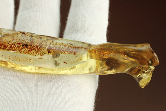 大きな虫と、その他20以上の虫が内包された、虫豊富コーパル化石(Copal)(その10)