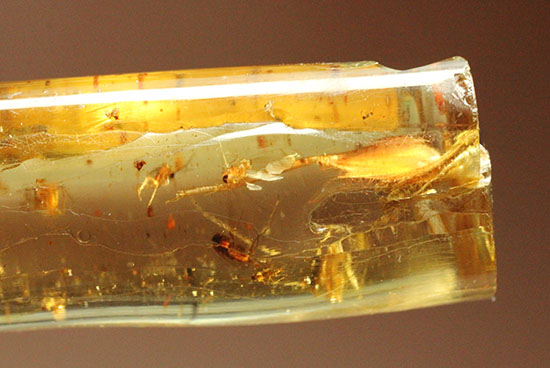大きな虫と、その他20以上の虫が内包された、虫豊富コーパル化石(Copal)(その17)