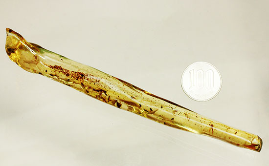 大きな虫と、その他20以上の虫が内包された、虫豊富コーパル化石(Copal)(その18)