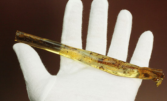 大きな虫と、その他20以上の虫が内包された、虫豊富コーパル化石(Copal)(その3)