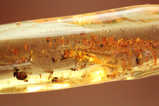 大きな虫と、その他20以上の虫が内包された、虫豊富コーパル化石(Copal)(その4)
