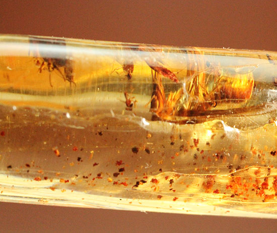 大きな虫と、その他20以上の虫が内包された、虫豊富コーパル化石(Copal)(その5)