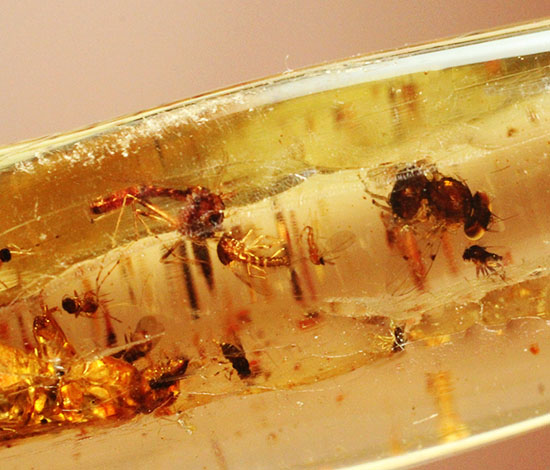 大きな虫と、その他20以上の虫が内包された、虫豊富コーパル化石(Copal)(その7)