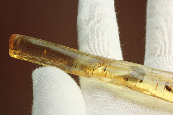 大きな虫と、その他20以上の虫が内包された、虫豊富コーパル化石(Copal)(その8)