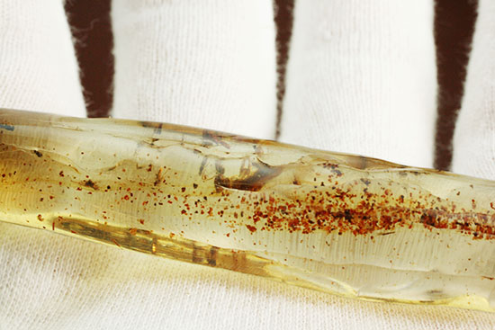大きな虫と、その他20以上の虫が内包された、虫豊富コーパル化石(Copal)(その9)