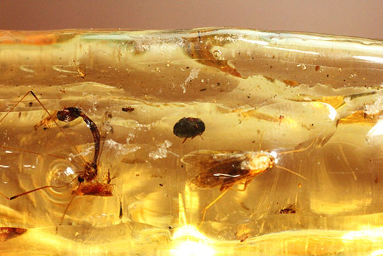 様々な種類の虫を内包した​マダガスカル産コーパル。ルーペでお楽しみ下さい。（その16）