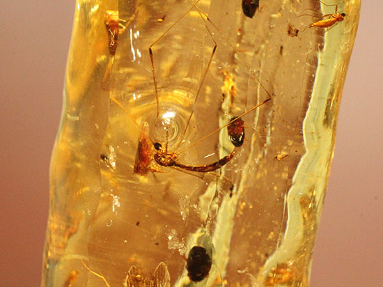 様々な種類の虫を内包した​マダガスカル産コーパル。ルーペでお楽しみ下さい。/新生代第四紀（260万年前 -- 現在）【ot674】