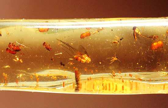数十の虫が内包された、長さ14センチのダイナミック標本！若い琥珀、コーパル（その13）