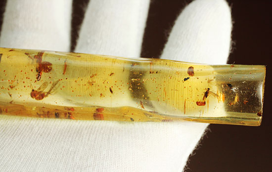 数十の虫が内包された、長さ14センチのダイナミック標本！若い琥珀、コーパル（その6）