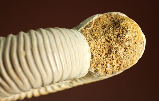 まさにパーフェクト、ペリスフィンクテス(Perisphinctes sp.)の極上標本(その10)